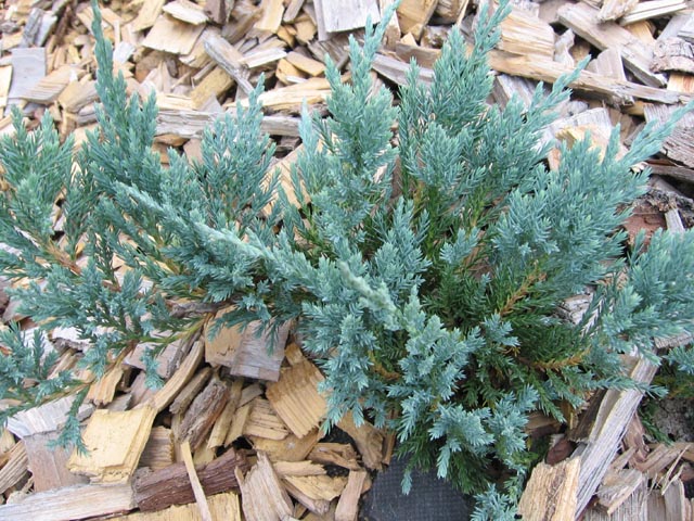 Juniperus squamata Blue Carpet.jpg