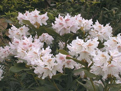 RhododendronCunnighamsWhite.jpg