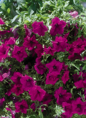 Surfínia Giant Purple