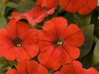 Surfínia Red