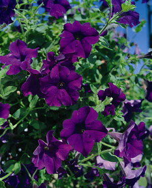 Surfínia Violet