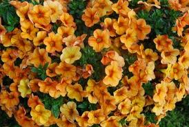 Mil.Bells-Mango