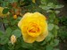 Ruza Golden Climber.jpg